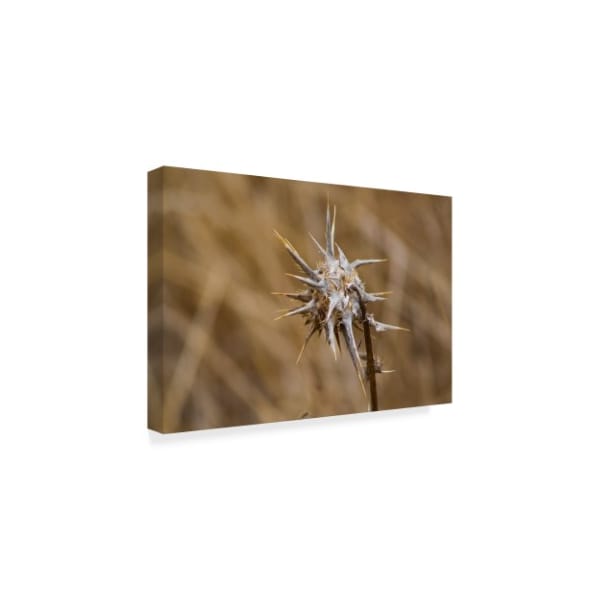 Chris Moyer 'Island Thistle' Canvas Art,30x47